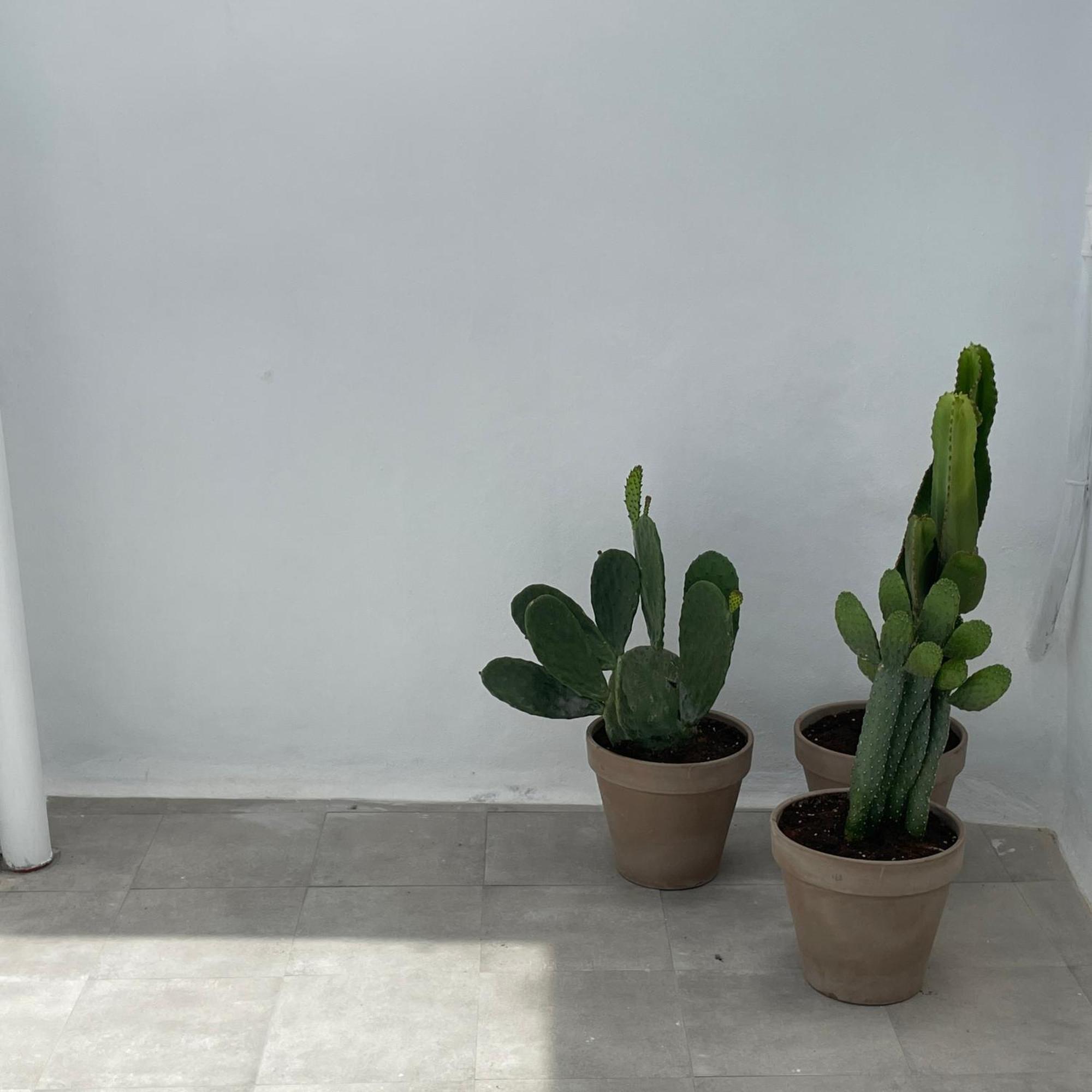 Casa Florinda Tarifa Daire Dış mekan fotoğraf